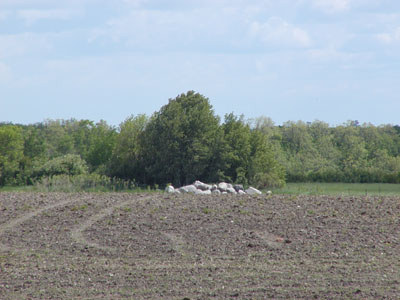 farm